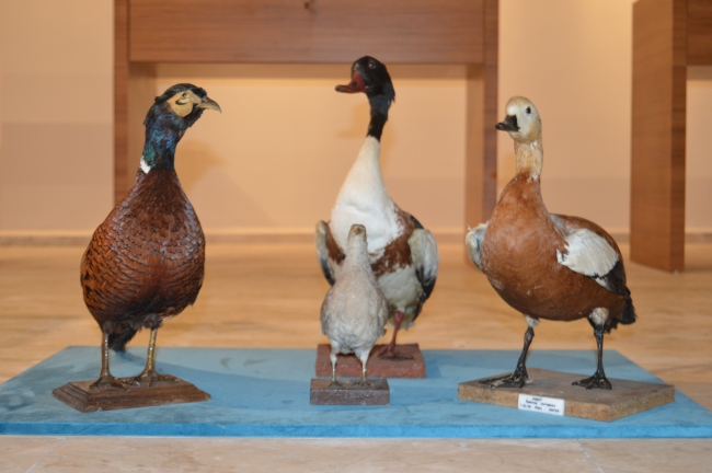 "Yumurta Müzesi" ilk kez görücüye çıkacak